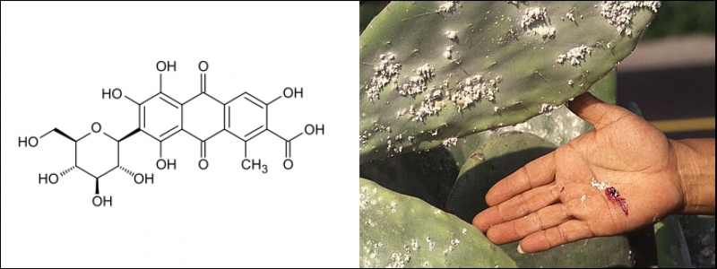 Chemical structure of carminic acid and scale insect