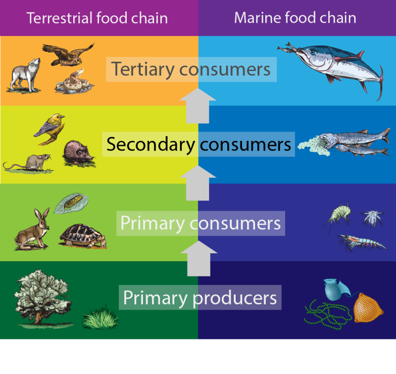 Comparison of terrestrial and marine food chains 