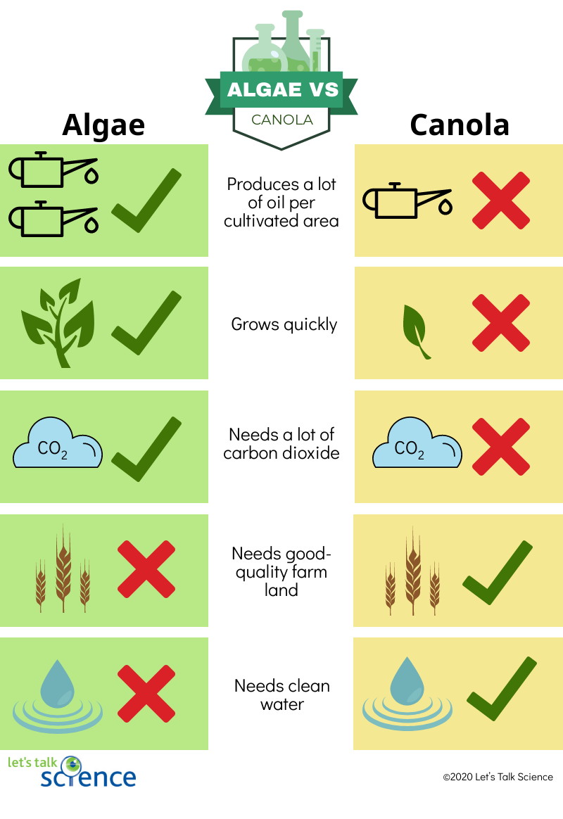 Infographic showing some of the advantages of growing algae, rather than canola, as a biofuel feedstock