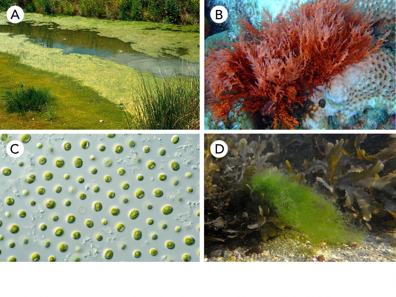 Various types of algae