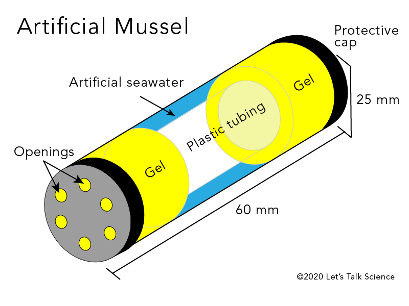 Artificial mussel 