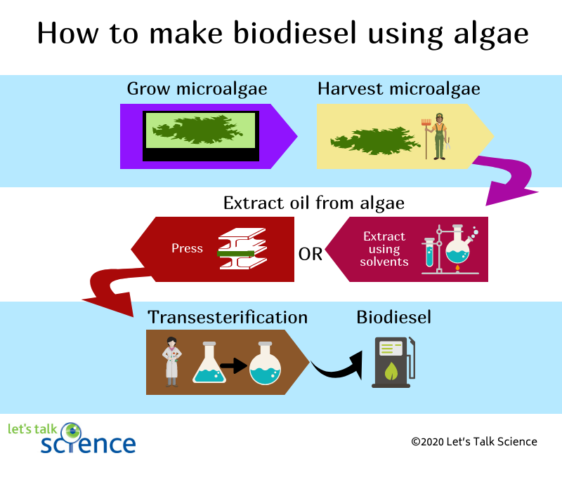 Infographic showing the main steps in producing biodiesel from algae