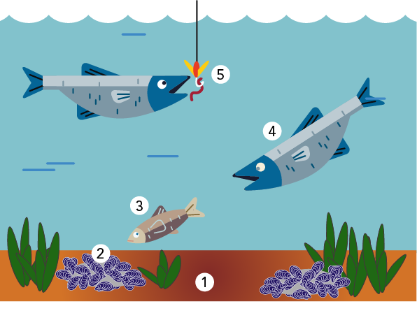 Illustration of how contaminants, like trace metals, move up the food chain
