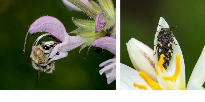 Left: Bees prefer plants with sweet odours. Right: Beetles prefer plants with spicy or fruity odours. 