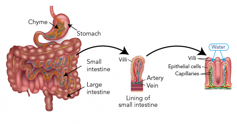 Water absorption in the small intestines