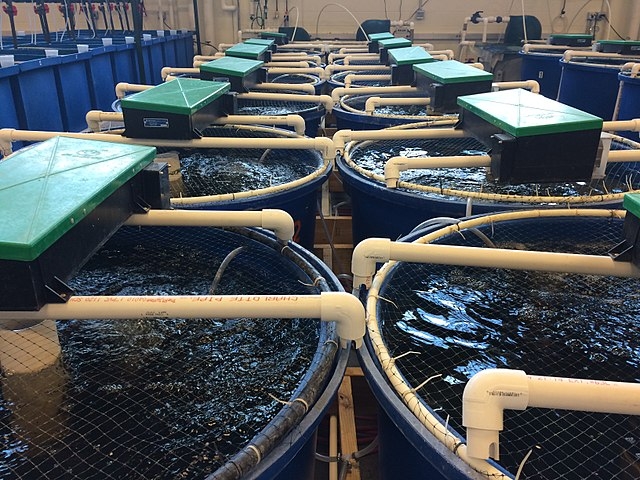 A recirculating aquaculture system 