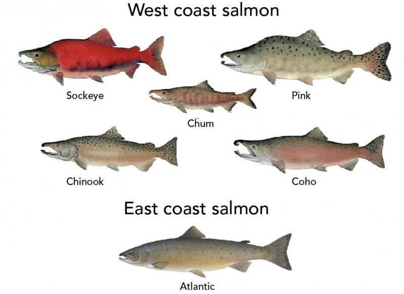 There are five types of wild salmon found on the Pacific coast (sockeye, pink, chum, chinook, and coho) and one type found on the Atlantic Coast (Atlantic) 