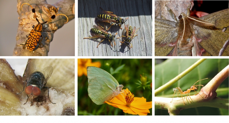 Variety of pollinating insects