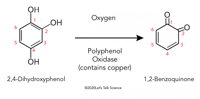Oxidation of a phenol can produce 1,2-Benzoquinone 