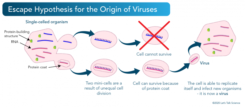 Escape Hypothesis for the origin of viruses