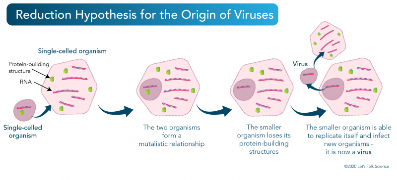 Reduction Hypothesis for the origin of viruses