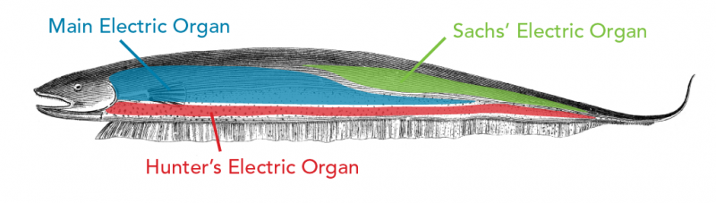 The three electric organs of electric eels are the main organ, Hunter’s Organ and Sachs’ organ