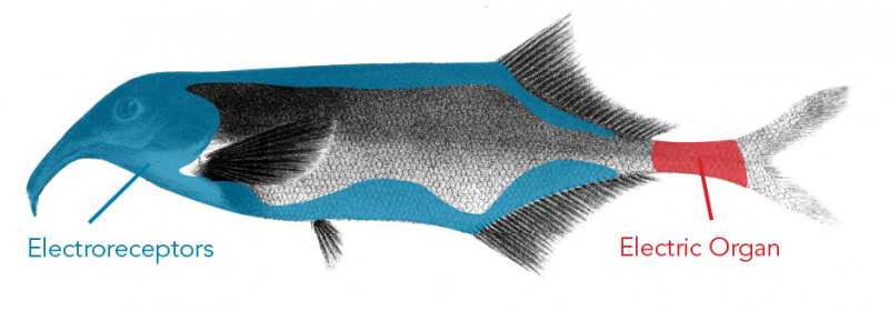 Location of electroreceptors and the electric organ on an elephantnose fish