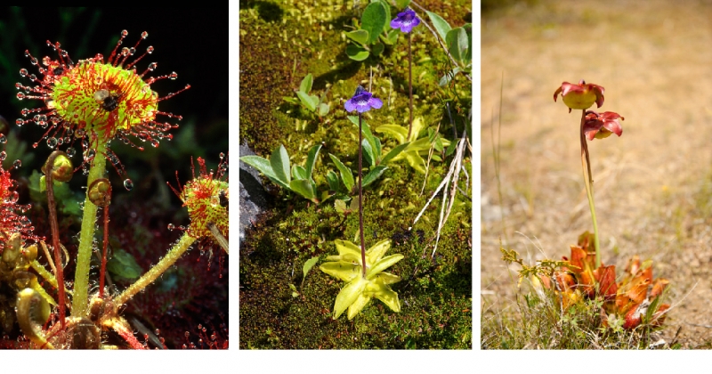 Sundew, butterwort and pitcher plant