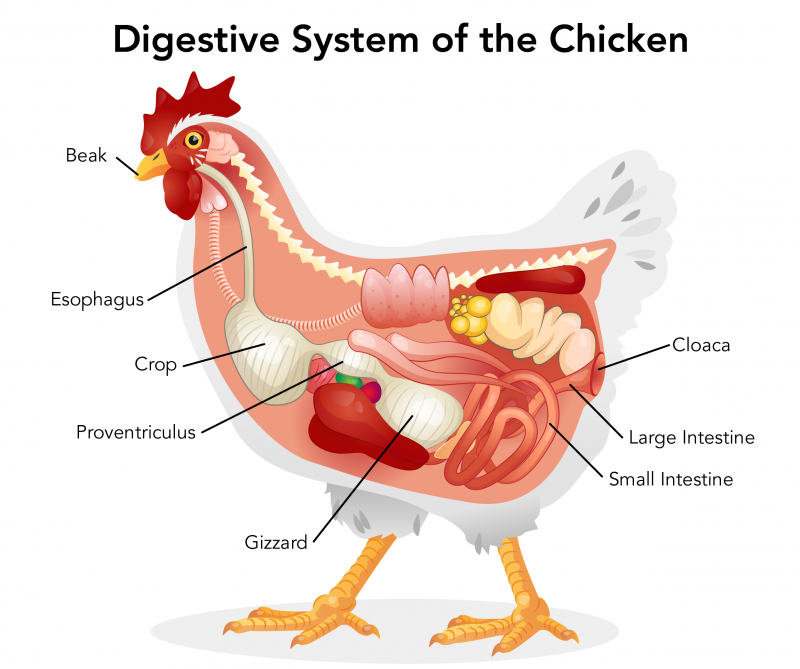 Digestive system of a chicken