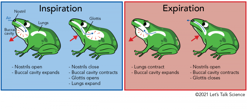 The function in lungs a similar has of a organ to frog bird? a function in which Respiratory System