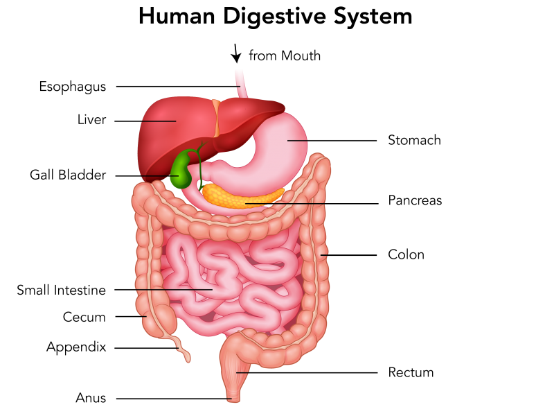 The human digestive system and its organs