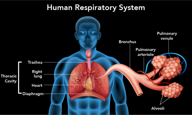 Respiratory System in Vertebrate Animals | Let's Talk Science