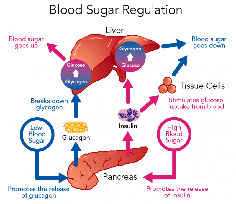 Process of blood sugar regulation
