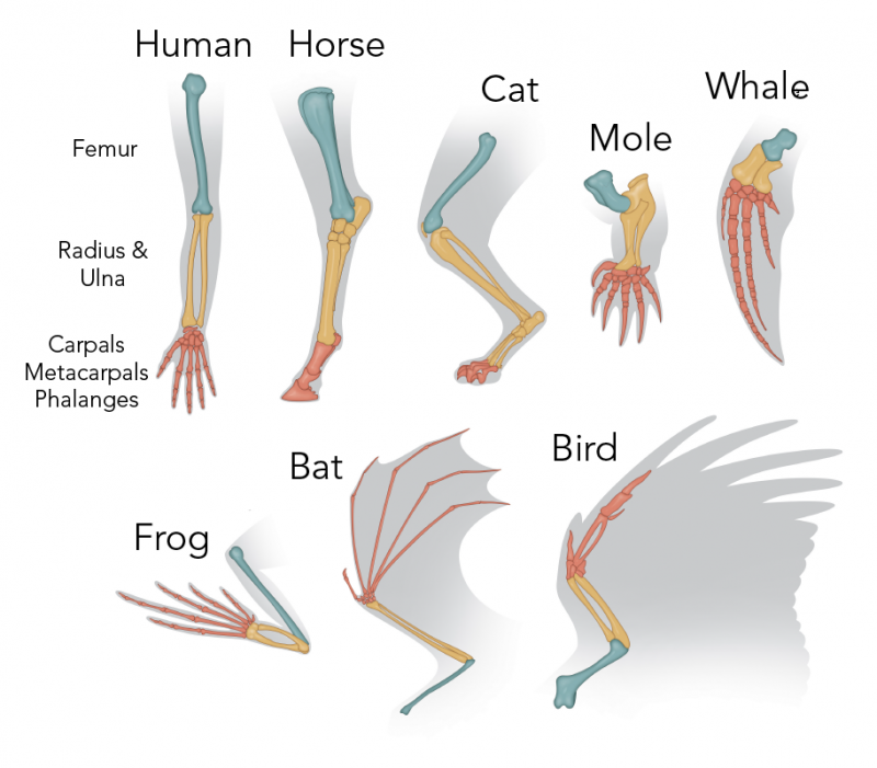 Front limb bones of different animals including a human, horse, cat, mole, whale, frog, bat and bird