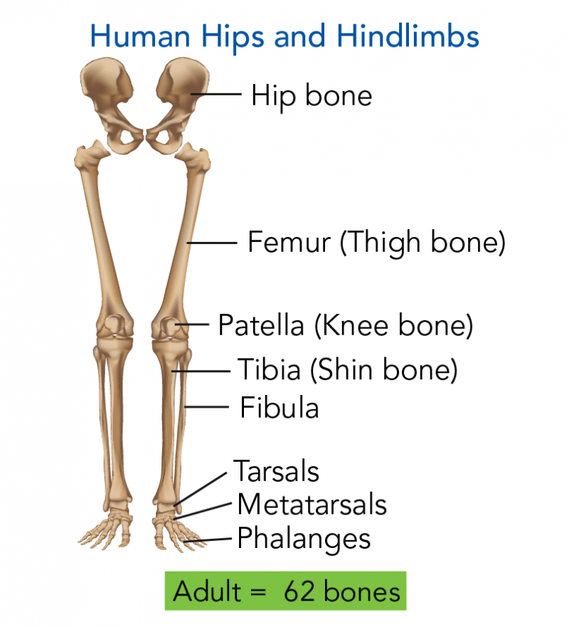 Human pelvis and hindlimbs