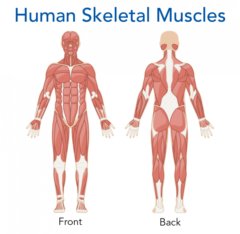 Musculoskeletal Systems in the Animal Kingdom | Let's Talk Science