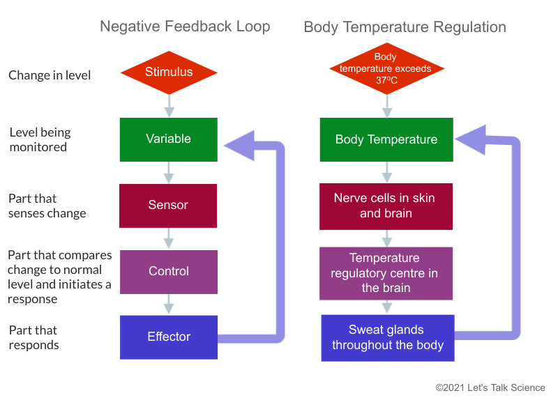 Flow charts of a general negative feedback loop and the negative feedback loop used to regulate body temperature
