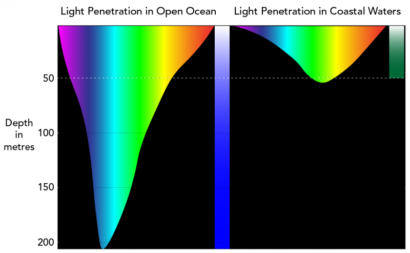 Diagram illustrating the depth at which different colours of light can penetrate ocean waters
