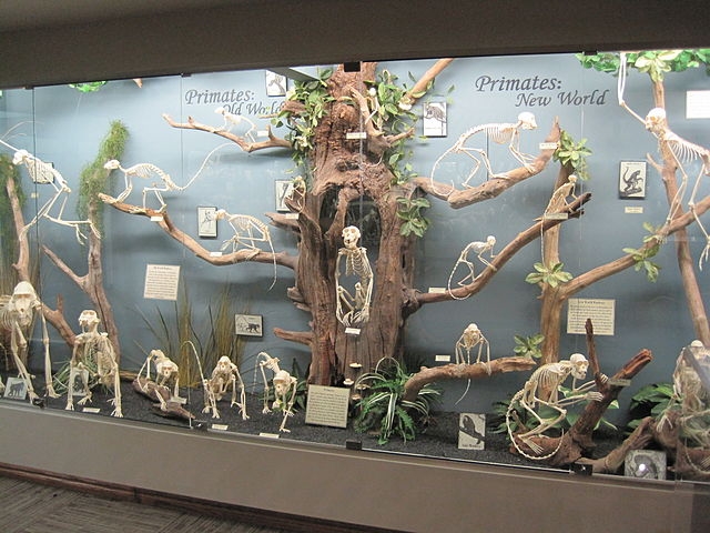 Primate exhibit at the Museum of Osteology in Oklahoma City, USA