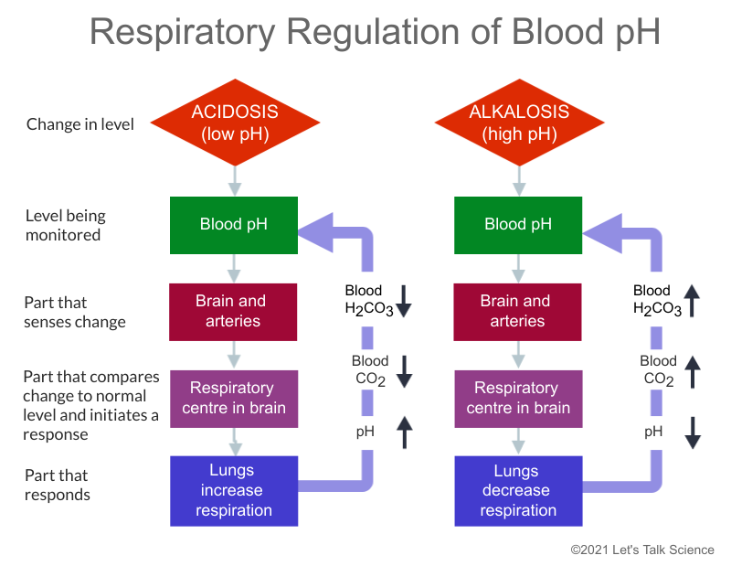 Respiratory regulation of blood pH