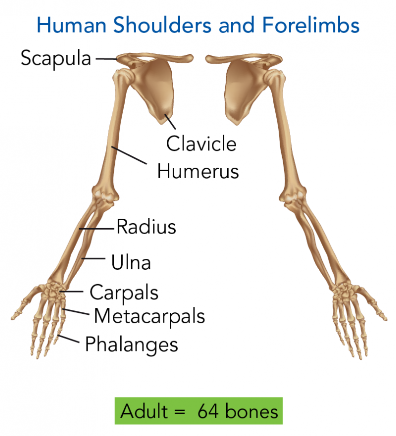 Human shoulder blades and forelimbs