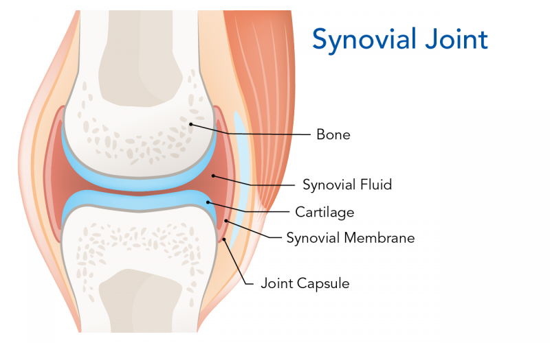 Parts of a typical synovial joint