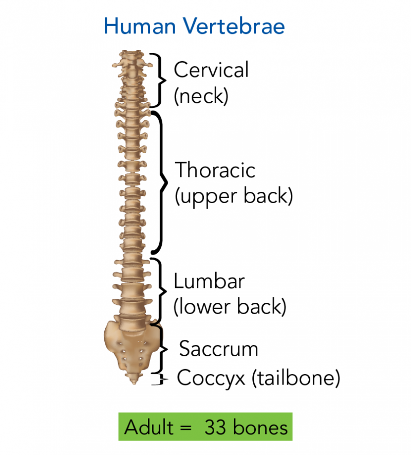 Human vertebral column