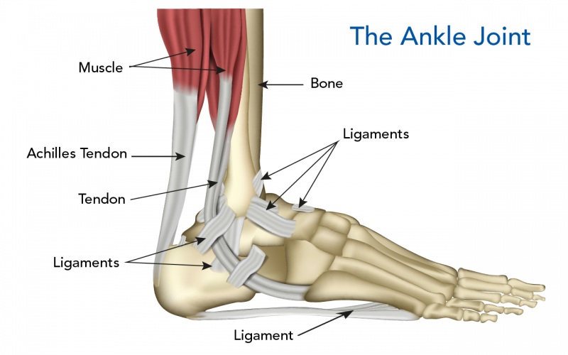 The human ankle showing the locations of some tendons and ligaments