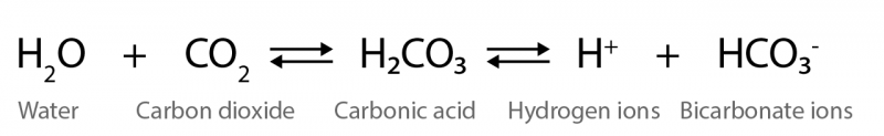 In the bicarbonate system, water and carbon dioxide react to produce carbonic acid (H2CO3). Carbonic acid can also break down to form hydrogen ions and bicarbonate ions. Both are reversible reactions