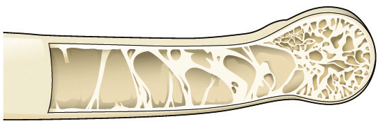 A cross section of a bird's bone illustrating the hollow interior with crisscrossing struts