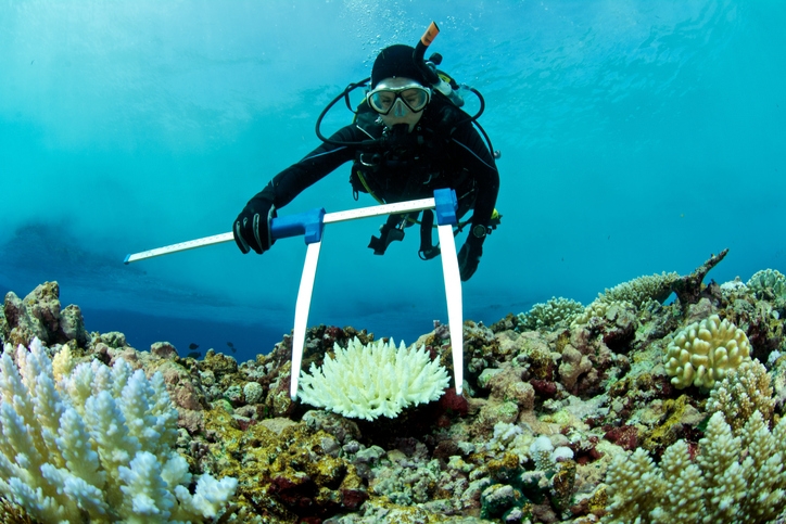 Marine biologist diver measuring the size of a bleached coral 