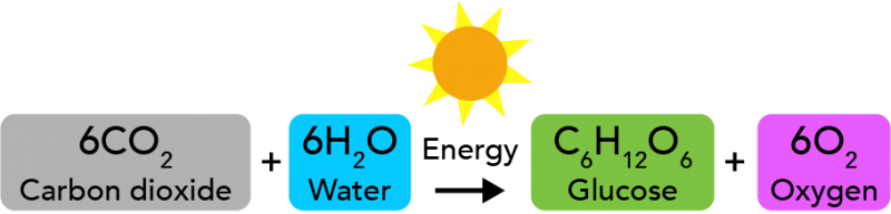 Chemical equation for photosynthesis. The energy in this reaction comes from the Sun or other sources of light
