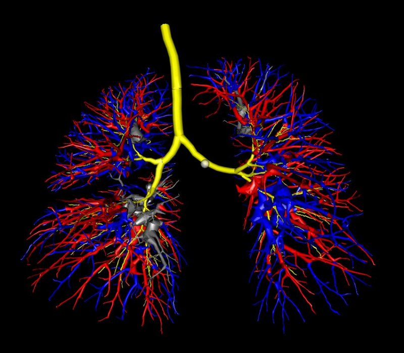 Arteries, veins and airways in the lungs (computer rendering)