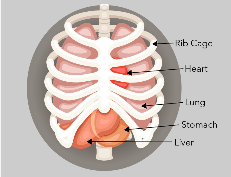 The rib cage looks like a cage around the heart, lungs, stomach and liver