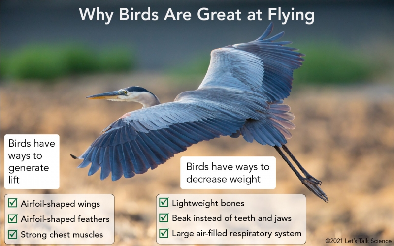 Ways birds generate lift and decrease weight 