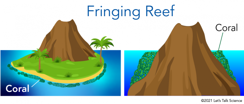 Fringed reef