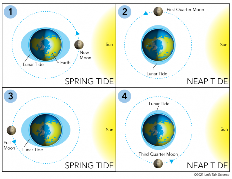 Diagram showing how the Moon influences the tides through the lunar cycle
