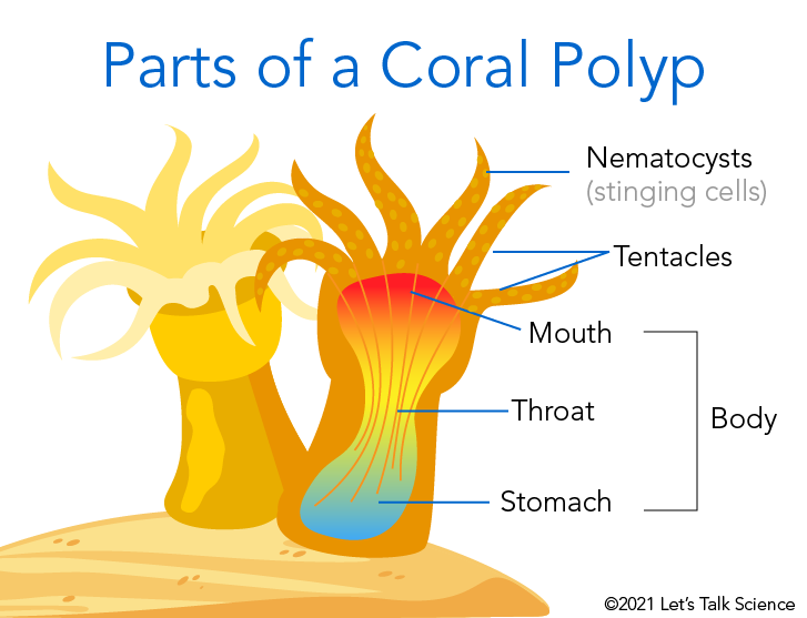 Parts of a coral polyp