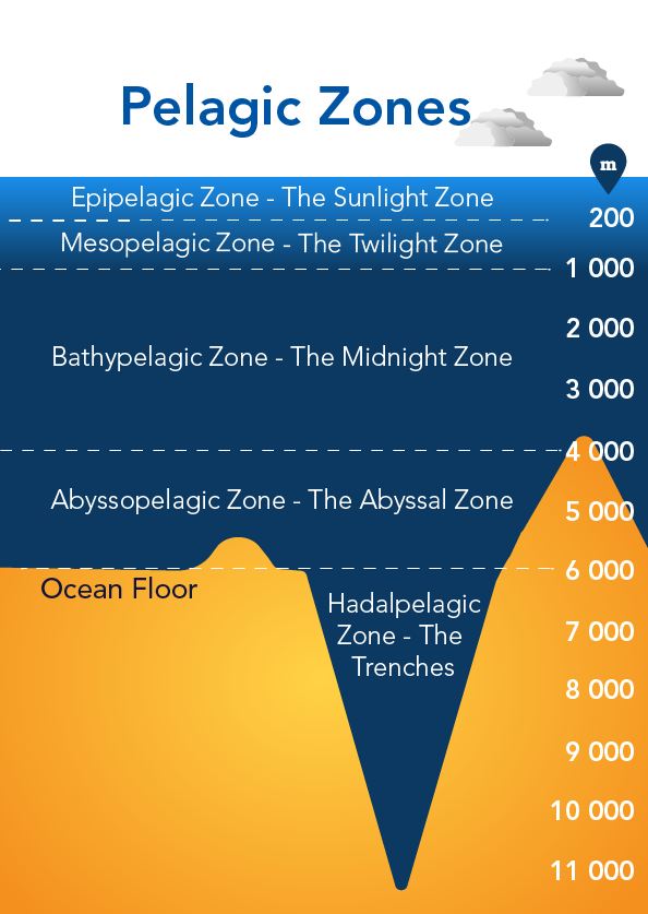 Pelagic zones of the ocean