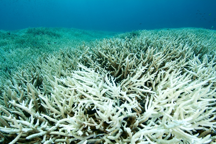 Bleached staghorn coral