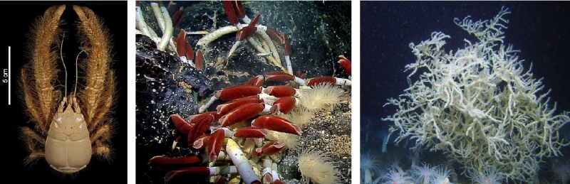 Left to right: Yeti crab, giant tube worm and red tree coral