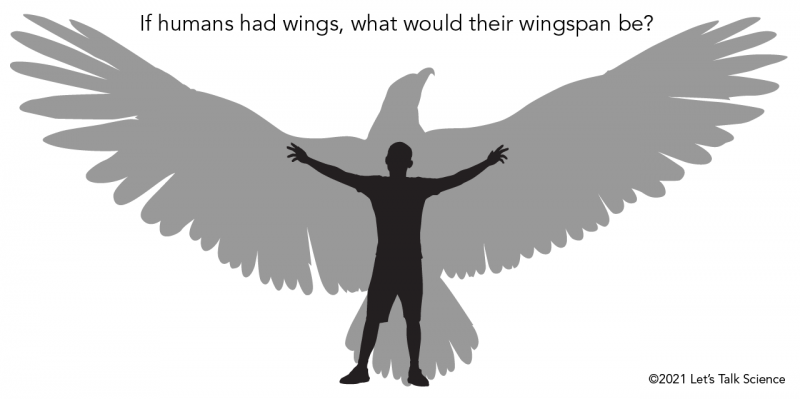 Comparison of a human to a bird wingspan