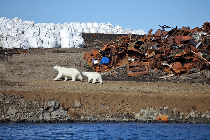 Polar bears near a dump in the Arctic