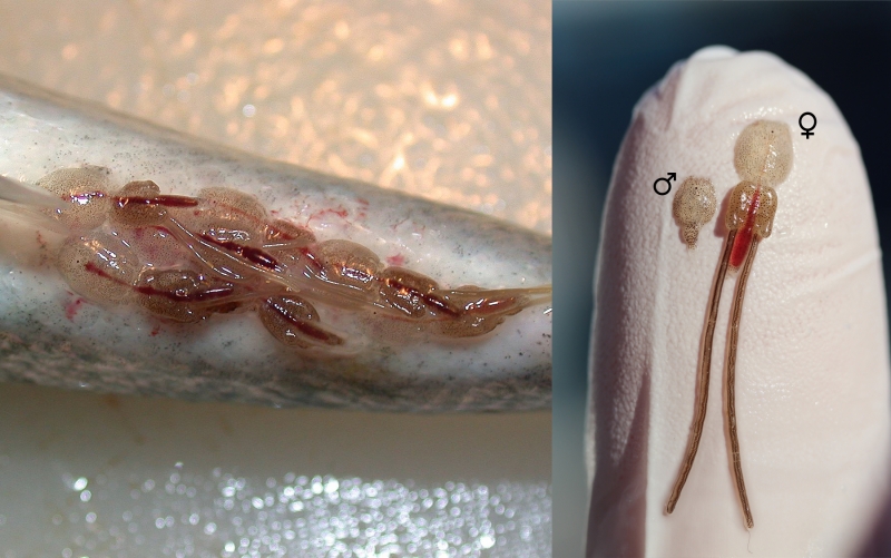 Sea lice on salmon and closeup on a human finger showing a male on the left and female sea louse on the right